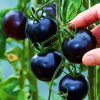 Tomato Black Cherry F1