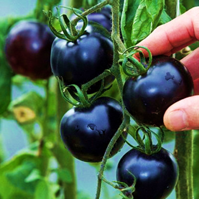 Tomato Black Cherry F1 Seed - My Plant Warehouse - Indoor Plants Warehouse
