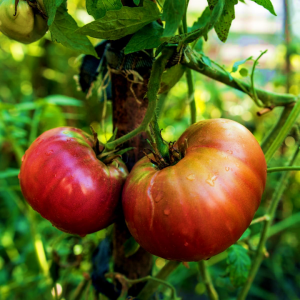 Tomato Black Russian