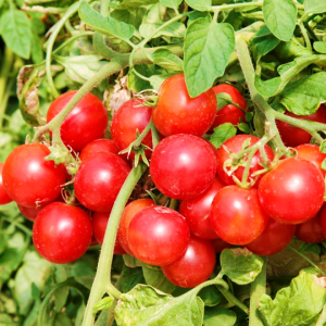 Tomato Cherry Falls