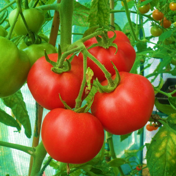 Tomato Ky1