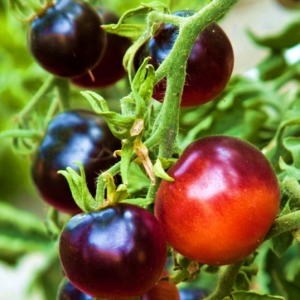 Tomato Midnight Snack