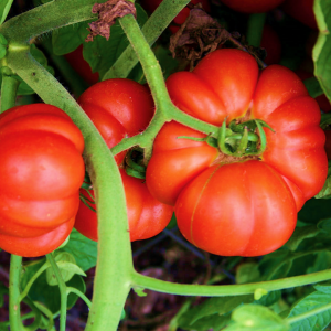 Tomato Mortgages Lifter