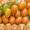 Tomato Orange F1