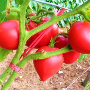 Tomato Oxheart