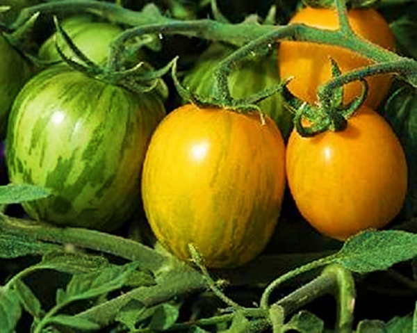 Tomato Rambling Gold Stripe