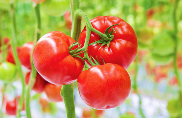 Tomato Yates Big Beef