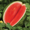 Watermelon Seedless Firestone