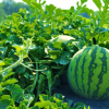 Watermelon Snooker plants