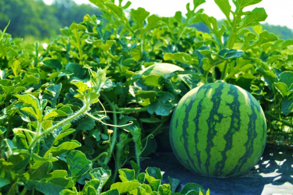 Watermelon Snooker plants