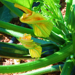 ZUCCHINI EASY PICK GREEN