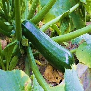 Zucchini Black Max