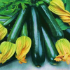 Zucchini BlackJack