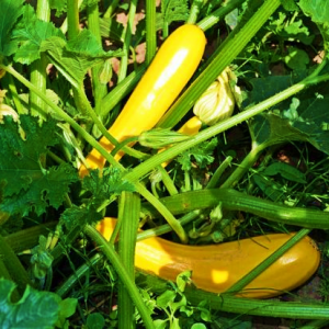 Zucchini Goldrush