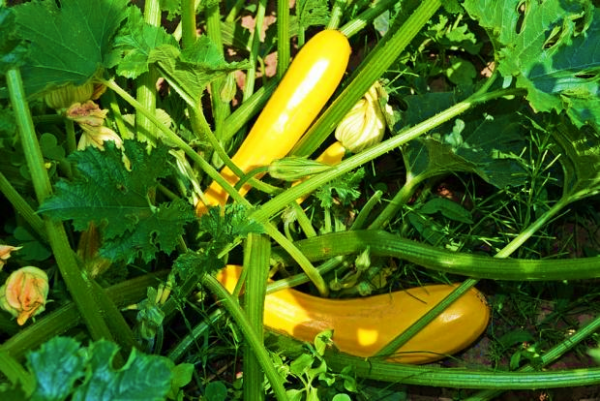 Zucchini Goldrush