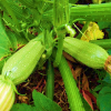 Zucchini lebanese