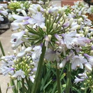 agapanthus lilibet 1