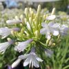 agapanthus lilibet 2