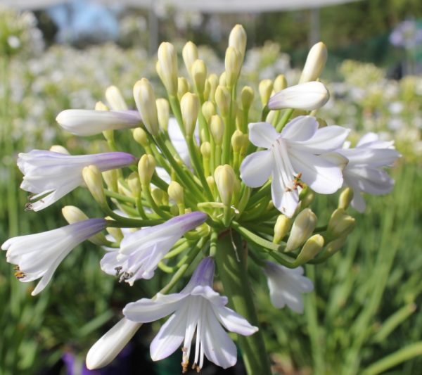 agapanthus lilibet 2