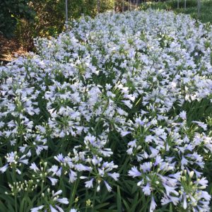 agapanthus lilibet 3