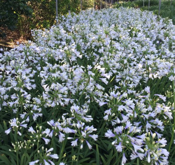 agapanthus lilibet 3