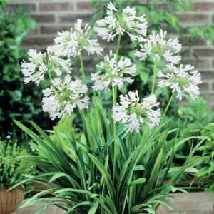 agapanthus snowball 1