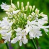 agapanthus snowball 2