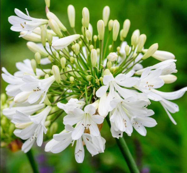 agapanthus snowball 2