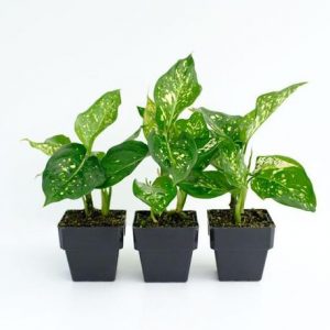 aglaonema eileen 1