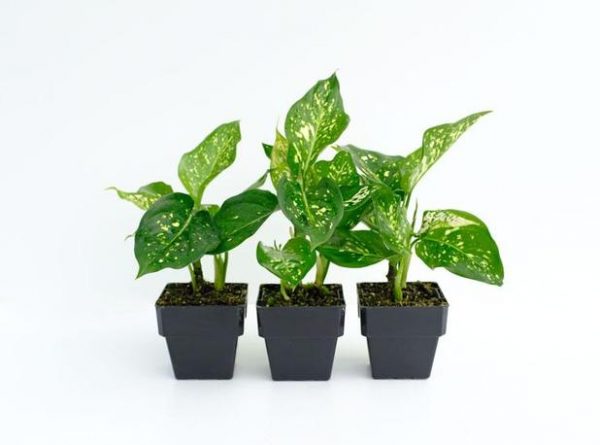 aglaonema eileen 1