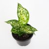 aglaonema eileen