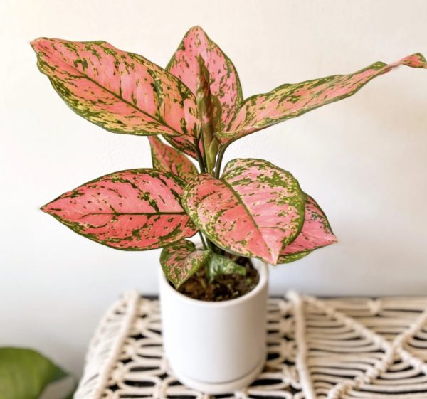 aglaonema lady valentine 1