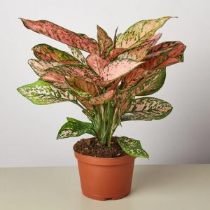 aglaonema lady valentine