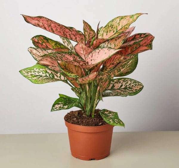 aglaonema lady valentine