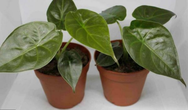 alocasia wentii