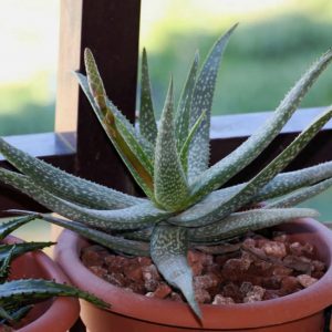 aloe