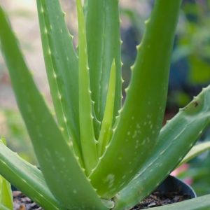 aloe vera 500