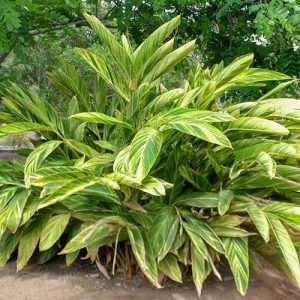 alpinia zerumbet variegata whole 2