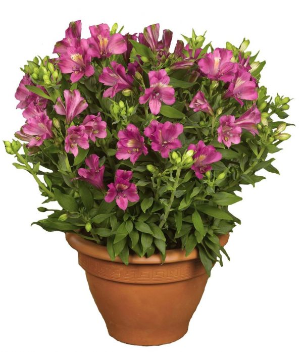 alstroemeria inca yuko