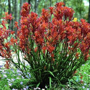 anigozanthos hybrid kangaroo paw bush blitz 4