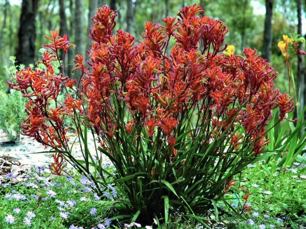 anigozanthos hybrid kangaroo paw bush blitz 4