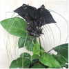 black bat