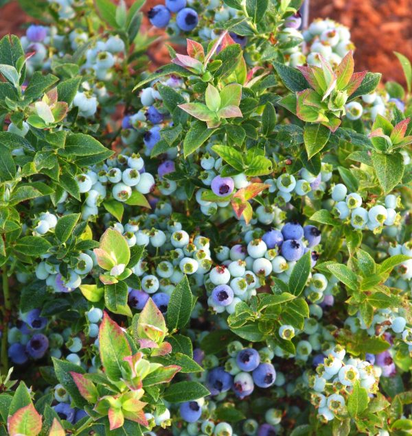 blue berry