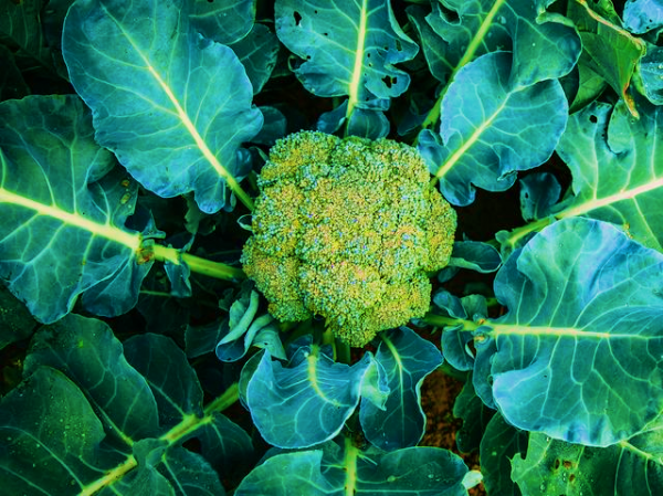 broccoli armada