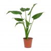 cdn shopify com Alocasia cucullata Amber Plant Pot Earth 2000x