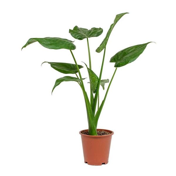 cdn shopify com Alocasia cucullata Amber Plant Pot