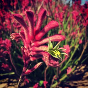 close up Kangaroo paw