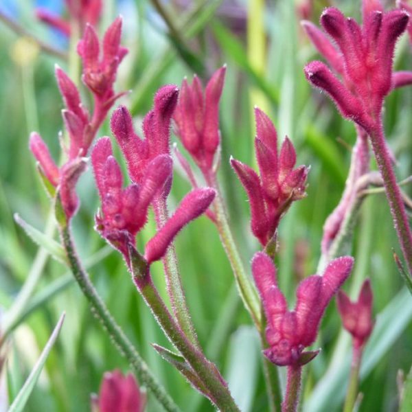 kangaroo paw bush elegance