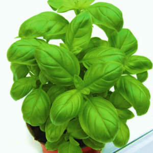 Basil Marian seed