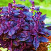 Basil purple ruffles